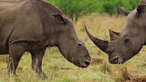 Rhinos in Swaziland National parks